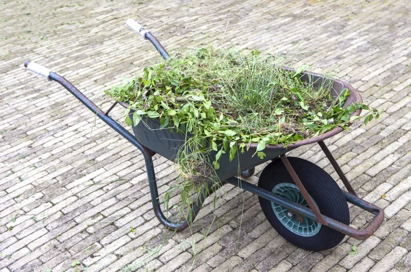 Old Wheelbarrow Green Plants Garden — Stock Photo, Image