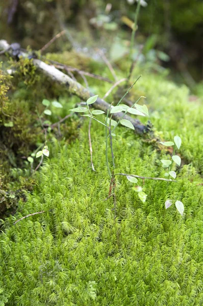 Färska Gröna Växter Skogsnatur — Stockfoto