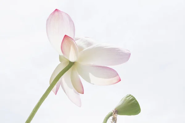 White Lotus Flower Garden — Stock Photo, Image