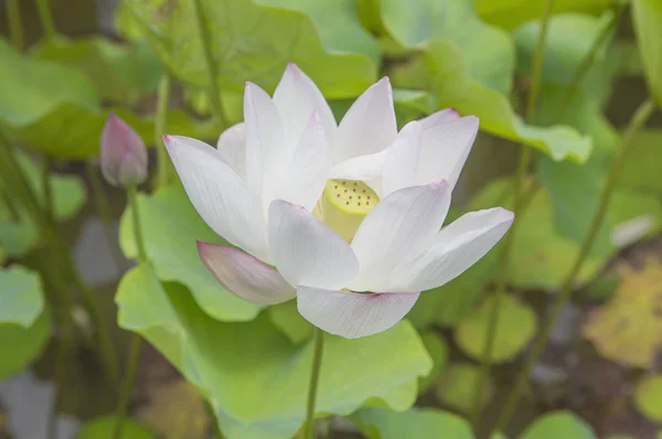 Hermosa Flor Loto Jardín — Foto de Stock