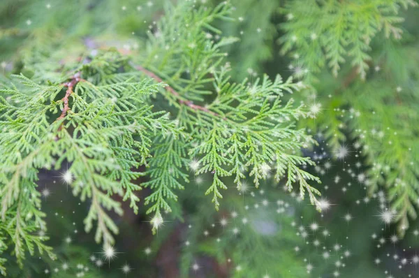 Close Young Green Fir Tree — Stock Photo, Image