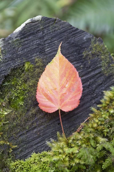 Feuille Rouge Tombée Fond Automne — Photo