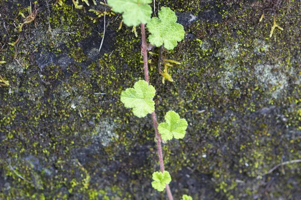 Plantas Verdes Frescas Natureza Florestal — Fotografia de Stock