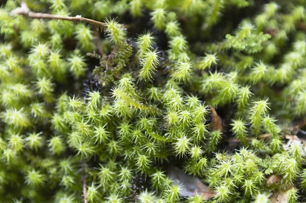Frische Grüne Pflanzen Waldnatur — Stockfoto
