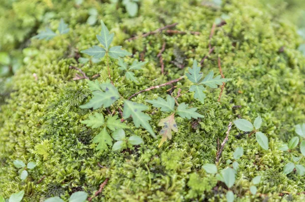 Grünes Moos Und Grüne Pflanzen Waldnatur — Stockfoto