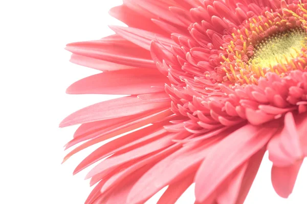 Gyönyörű Rózsaszín Virág Háttérben Közelről — Stock Fotó