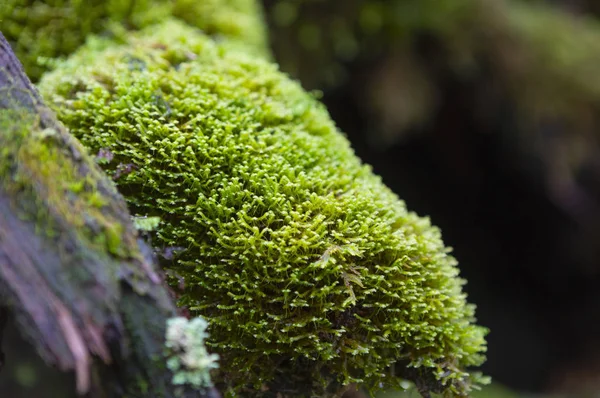 Musgo Verde Naturaleza Del Bosque —  Fotos de Stock