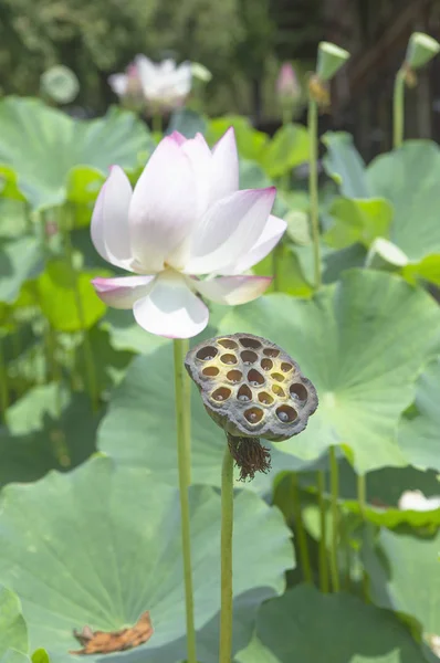 Flor Loto Blanco Jardín — Foto de Stock