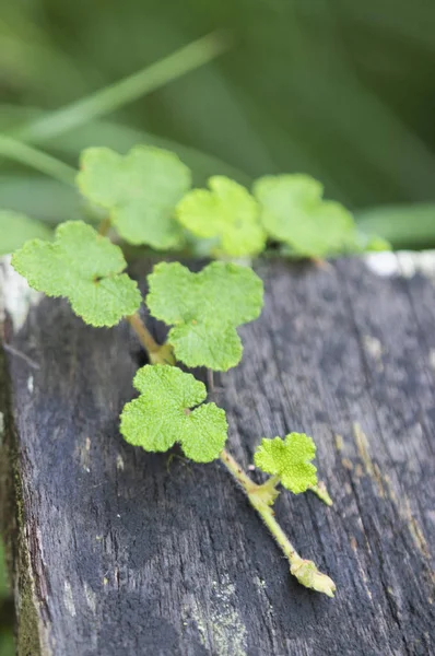 Fresh Green Plants Forest Nature — Stock Photo, Image