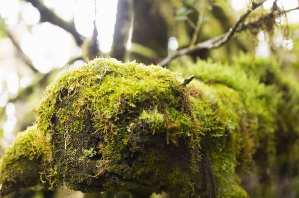 Grön Moss Bakgrund Forest Flora — Stockfoto