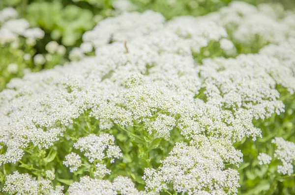 Flores Blancas Fondo Natural — Foto de Stock