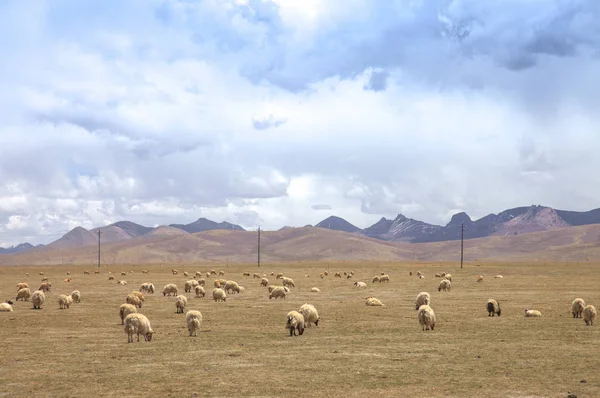 Sheep Grazing Mountain Meadow Sunny Day — Stock Photo, Image