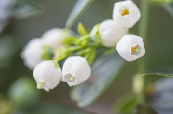 Bellissimi Fiori Bianchi Vicino — Foto Stock