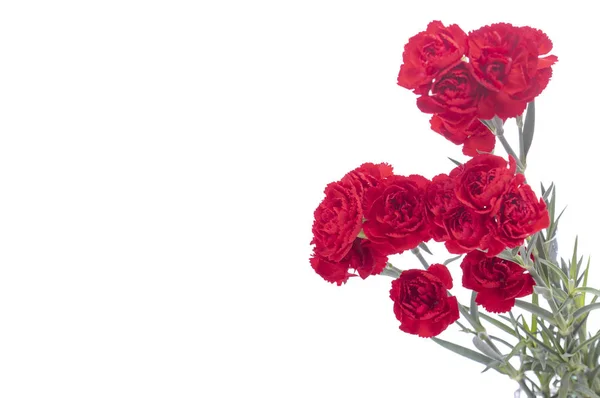 Красивые Красные Цветы Заднем Плане Закрыть — стоковое фото