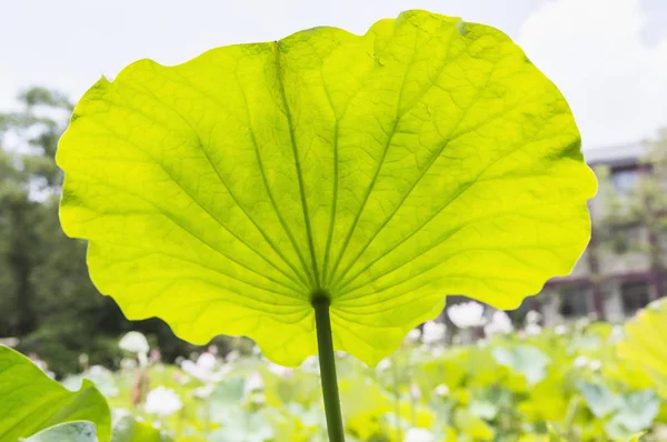 Flores Hojas Loto Lago — Foto de Stock