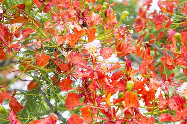 Árbol Con Hermosas Flores Rojas Parque — Foto de Stock