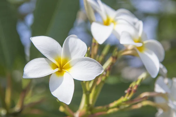 Hermoso Fondo Flores Blancas — Foto de Stock