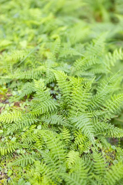 Fresh Green Fern Leaves Forest Nature — Stock Photo, Image
