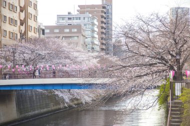 Amsterdam, Hollanda 'nın sokak manzarası 