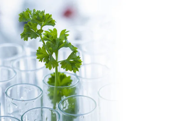 science research concept. green plants in laboratory