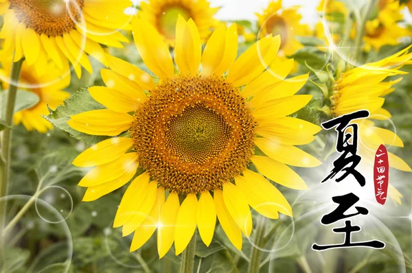 Campo Girasole Bellissimo Sfondo — Foto Stock