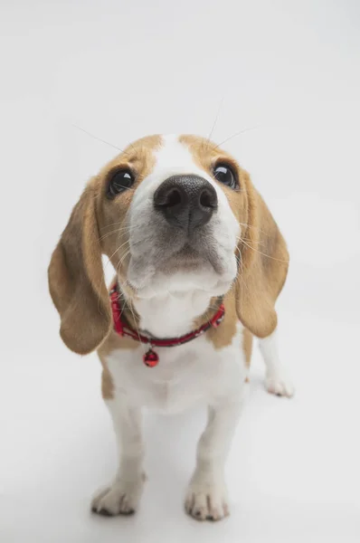 Primo Piano Del Simpatico Cane Beagle — Foto Stock