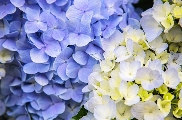 Niebiesko Białe Krzewy Hortensji Zbliżenie — Zdjęcie stockowe