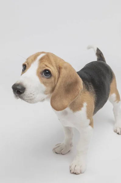 Close Cão Beagle Bonito — Fotografia de Stock