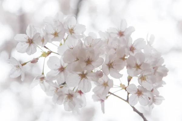 Bela Flor Cereja Com Flores Brancas — Fotografia de Stock