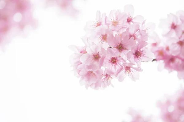 Mooie Kersenbloesem Met Witte Bloemen — Stockfoto