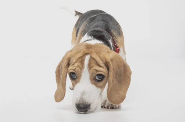 Primer Plano Lindo Perro Beagle — Foto de Stock