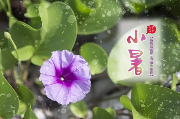 Kaart Met Chinese Kalligrafie Groene Bladeren Met Waterdruppels Bloemen — Stockfoto