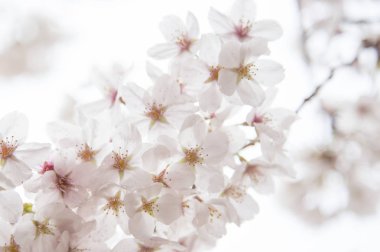 beyaz çiçekleri ile güzel kiraz çiçeği