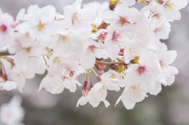 beyaz çiçekleri ile güzel kiraz çiçeği
