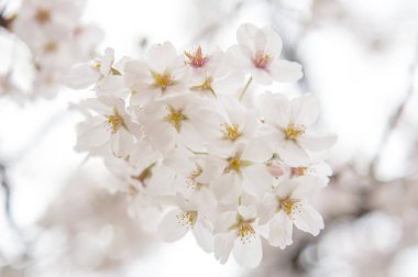 beyaz çiçekleri ile güzel kiraz çiçeği