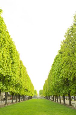 Ağaçları ve otları olan yeşil bir park