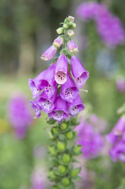 Bahçede Pembe ve Beyaz Örümcek Çiçekleri (Cleome hassleriana) 