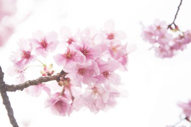 beyaz çiçekleri ile güzel kiraz çiçeği