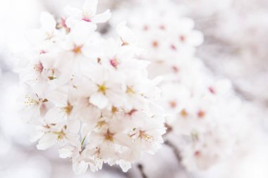 beyaz çiçekleri ile güzel kiraz çiçeği