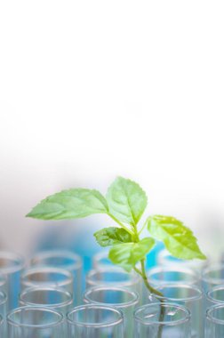 yeşil bitki cam şişede taze yapraklarla