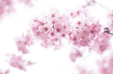 beyaz çiçekleri ile güzel kiraz çiçeği