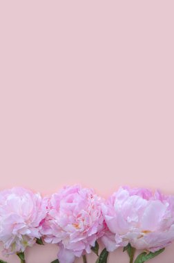 Pembe arka planda güzel şakayık çiçekleri