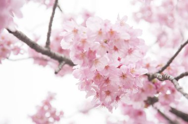 beyaz çiçekleri ile güzel kiraz çiçeği