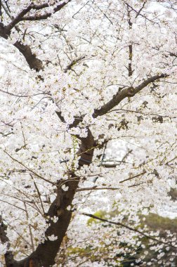 çiçek kiraz ağacı, bahar çiçeği 