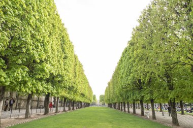 Parktaki yeşil ağaçlar.