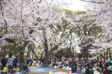 Parkta güzel kiraz çiçekleri 