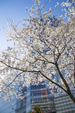 çiçek kiraz ağacı, bahar çiçeği