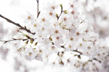 beyaz çiçekleri ile güzel kiraz çiçeği