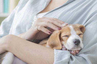 Labrador köpeği tutan bir kadın.