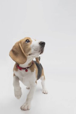 Sevimli av köpeğinin yakın çekimi